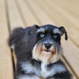 Mar-li - Miniature Schnauzer