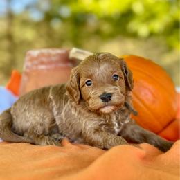 Brown - Red  male Goldendoodle puppy in Hesperia, Michigan from Red Acres Poodles & Doodles