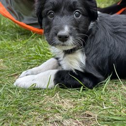 Bordoodle Puppies from Bordoodles of Maine