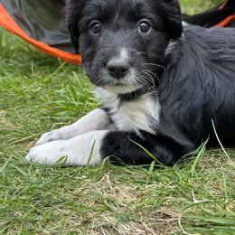 Bordoodle Puppies from Bordoodles of Maine