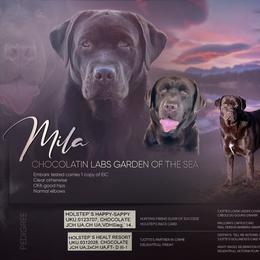 Mila - Labrador Retriever