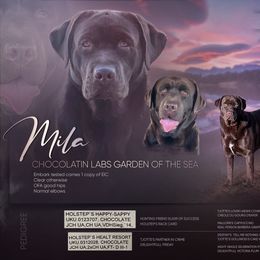 Mila - Labrador Retriever