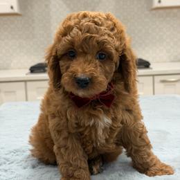Jax - Red  male Goldendoodle puppy in Herriman, Utah from Rose canyon doodles