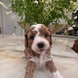 Princess - Red female Cavapoo puppy in Sacramento County, California from Sac-Town Poodles and Doodles