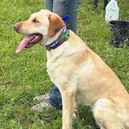 Ruby - Labrador Retriever