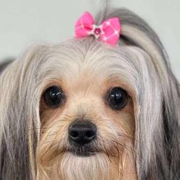 Morkies from Morkies and More