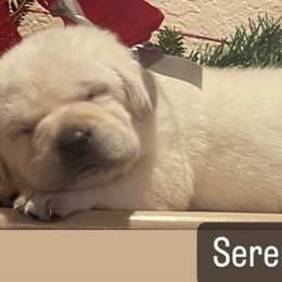 Labrador Retriever Puppies from Sunflower Hill AKC Labrador Retriever Puppies