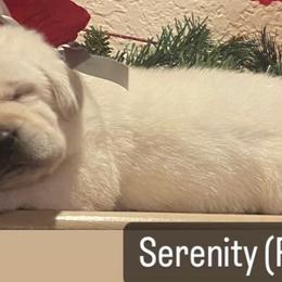 Labrador Retriever Puppies from Sunflower Hill AKC Labrador Retriever Puppies
