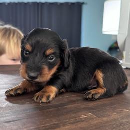 Midnight (Loki) - Black and tan male Dachshund puppy in Live Oak, Florida from Johnson’s Weiner Farm