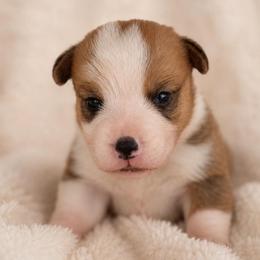 Cheeto - Red male Pembroke Welsh Corgi puppy in Beggs, Oklahoma from Blue Diamond Corgi’s