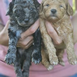 Aussiedoodle, Cockapoo, and Goldendoodle Puppies from Hilltop Doodles KY LLC