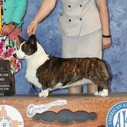 Selena - Cardigan Welsh Corgi