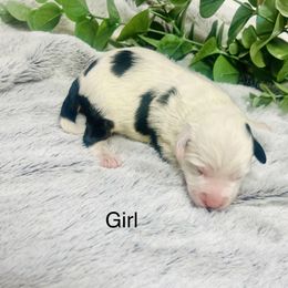 Lizi - Black and white female Aussiedoodle puppy in Hamilton, Michigan from White Pine Farm
