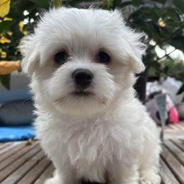 Champ - White male Maltese puppy in Grottoes, Virginia from Wendy’s Maltese & Cavamalts of Virginia