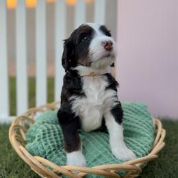 Padfoot - Tri-color male Bernedoodle puppy in Apache Junction, Arizona from Coffey House Doodles