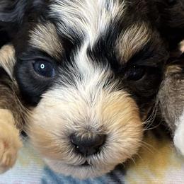 Bernedoodles, Cavapoos, Poodles, and Soft Coated Wheaten Terriers from Island Poodles & Wheatens
