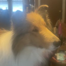 Aurora - Collie