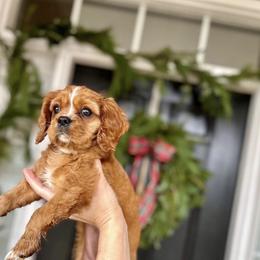 Cavalier King Charles Spaniel Puppies from Kentucky Cavalier King Charles Spaniels