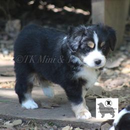 Australian Shepherd, Miniature Australian Shepherd, and Toy Australian Shepherd Puppies from TK Standard, Mini, & Toy Aussies