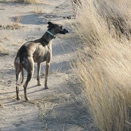 Gio - Whippet