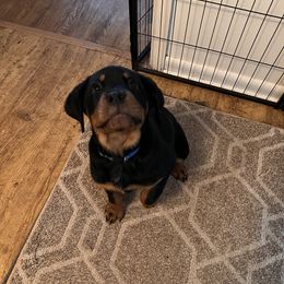 Rottweiler Puppies from Vom Gryphonberg