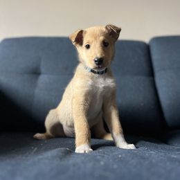 Ham - Sable male Collie puppy in Provo, Utah from Cor Collies
