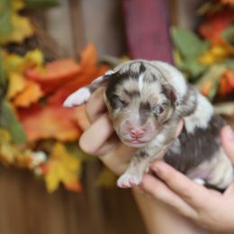 Australian Shepherd Puppies from HCA Aussies