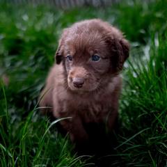 Double Doodle Puppies from Lionheart Doodles