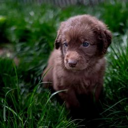 Double Doodle Puppies from Lionheart Doodles