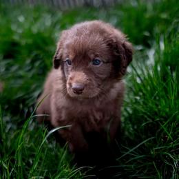 Double Doodle Puppies from Lionheart Doodles