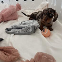 Arabella - Dapple female Dachshund puppy in San Diego, California from Enchanted little dachshunds