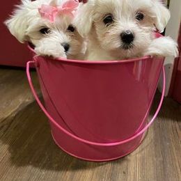 Maltese Puppies from Susan's Maltese