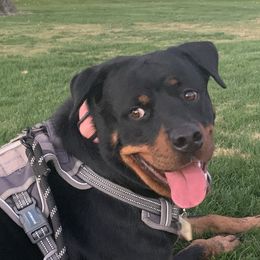 Freyja  - Rottweiler