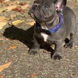 French Bulldog Puppies from Bennett’s Bullies