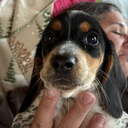 Yellow - Black white and tan male Beagle puppy in Plainfield, Wisconsin from I Wanna Hunt Too