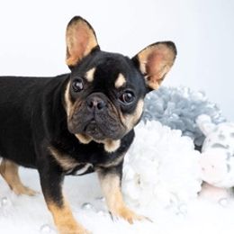 French Bulldogs from Premium Quality Frenchies