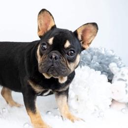 French Bulldogs from Premium Quality Frenchies
