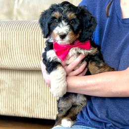 Churro - Tri-color female Bernedoodle puppy in Roy, Utah from Doodles are Amazing