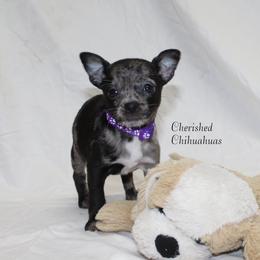 Jade - Blue merle female Chihuahua puppy in Willamina, Oregon from Cherished Chihuahuas