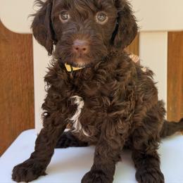 Toffee - Yellow Collar - Chocolate female Goldendoodle puppy in Kingwood, Texas from Kingwood Goldendoodles