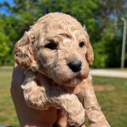 Poodles from Ol North State Kennels