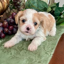 George - Blenheim male Cavatzu puppy in Oklahoma from Rocky Oak Cavaliers & Biewer Terriers LLC