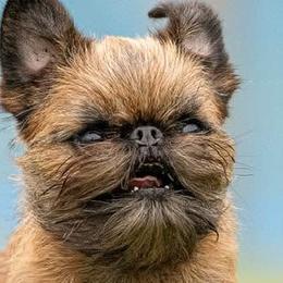 Brussels Griffons from Cinnabar Brussel's Griffons