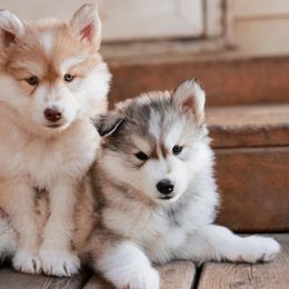 Siberian Husky Puppies from Hill Top Huskies
