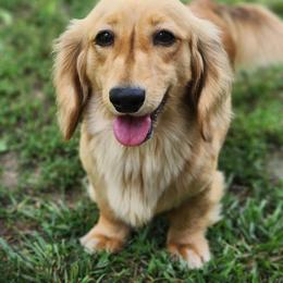 Sage - Dachshund