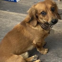 Dachshunds from Wigglebutts Miniature Dachshund Az