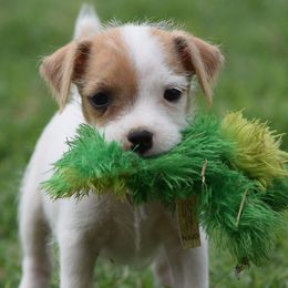 Rusty - White and tan male Parson Russell Terrier puppy in Menifee, California from Wendover Terriers