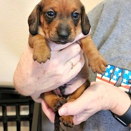 Dachshund Puppies from Hill Country Dachshunds