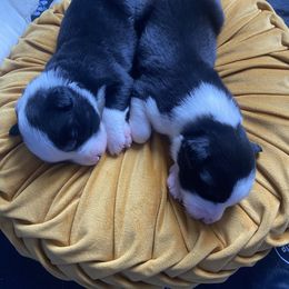 Australian Shepherd Puppies from Lil' Blue Blessings