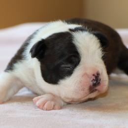 Boston Terrier puppies from JP Ranch Bulldogs